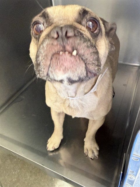 Photo of Honey, adoptable French Bulldog in Riverside, California