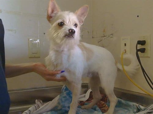 Photo of A930364, adoptable Cairn Terrier in Sacramento, California
