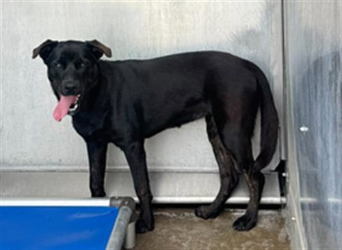 Photo of Kuro, adoptable Labrador Retriever in Camarillo, California