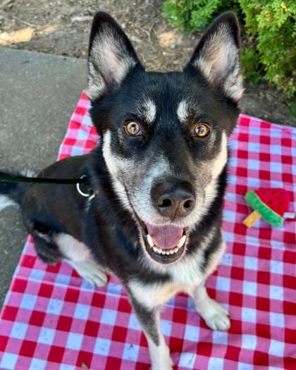 Photo of Lobo, adoptable dog in Auburn, Washington