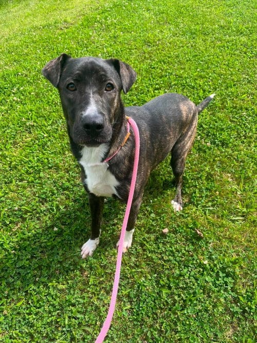 Photo of Zuma, adoptable Shar Pei in Front Royal, Virginia