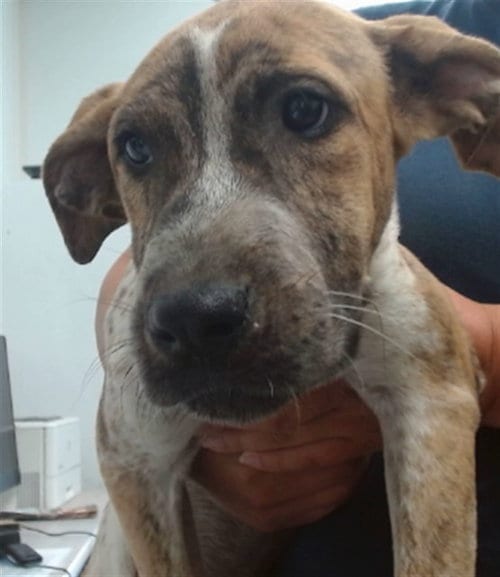 Photo of Miley, adoptable Pit Bull Terrier in San Bernardino, California