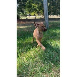 Photo of Kara, adoptable Hound (Unknown Type) in Medfield, Massachusetts