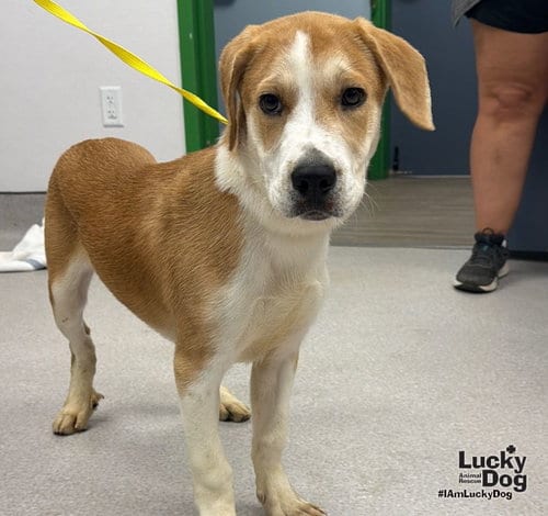 Photo of Lemon Bar, adoptable Labrador Retriever in Washington, District of Columbia