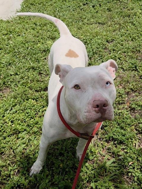 Photo of Diamond, adoptable American Staffordshire Terrier in Fort Lauderdale, Florida