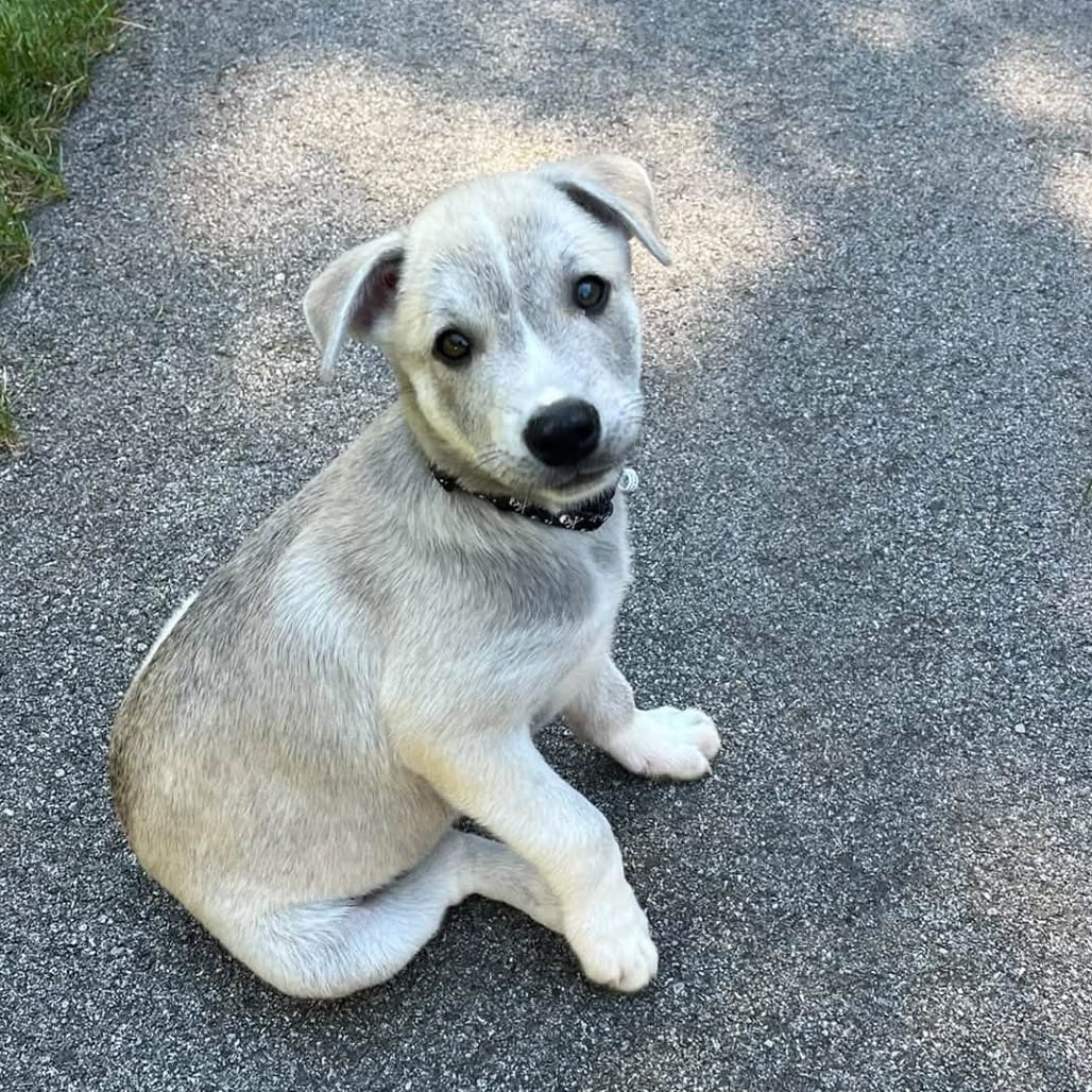 Photo of Joffrey, adoptable Mixed Breed (Medium) in West Olive, Michigan