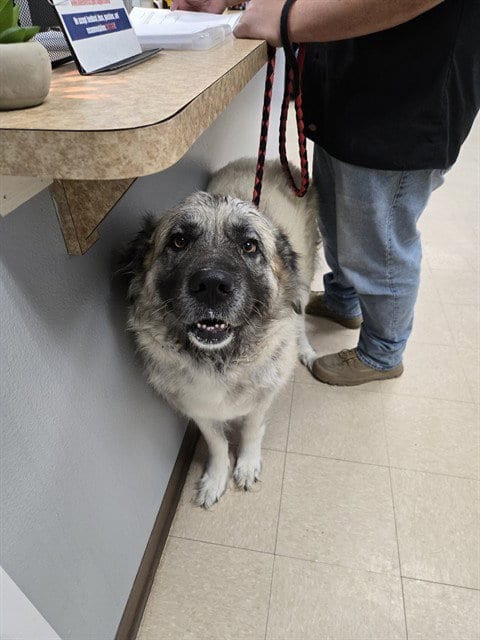 Photo of Rosie, adoptable Anatolian Shepherd in Killeen, Texas