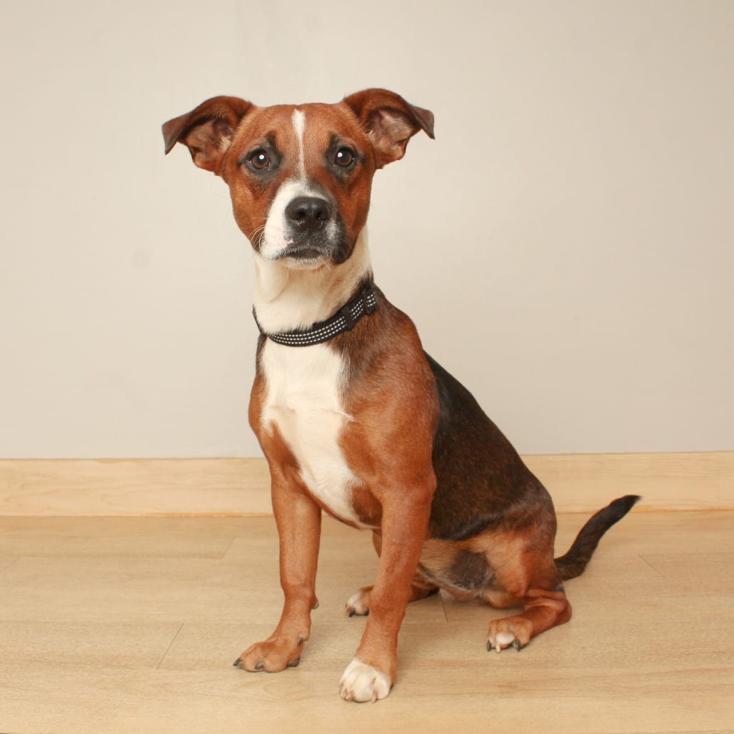 Photo of Wendy D71539, adoptable Terrier, Rat in Minnesota, Minnesota