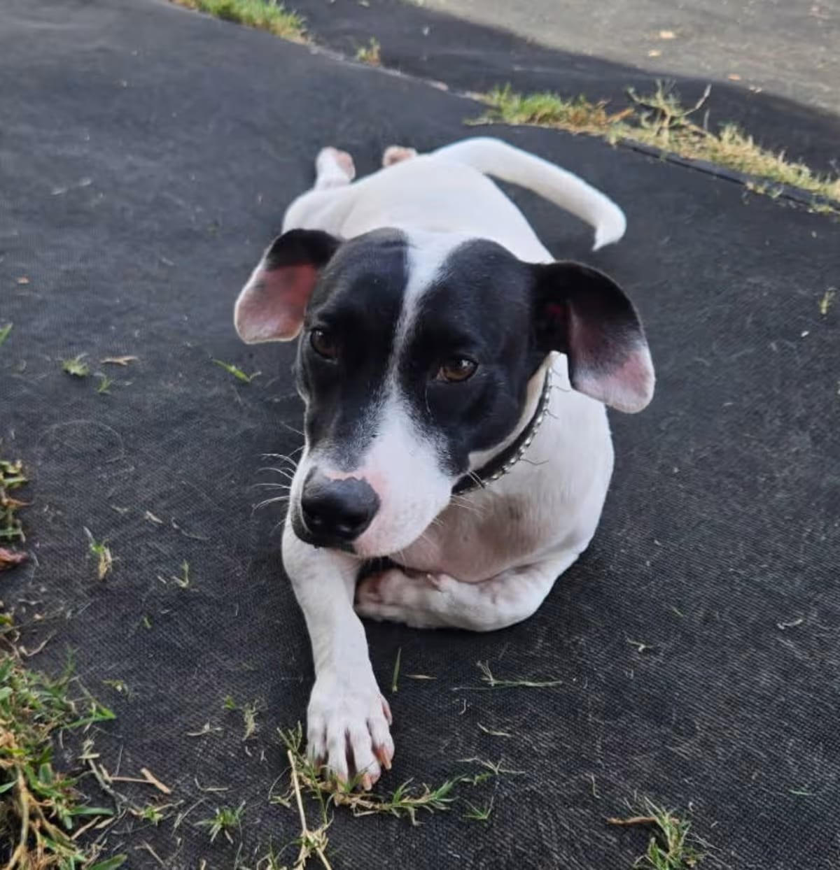 Photo of Jack Russell Terrier, adoptable dog in Lily-San Diego, California