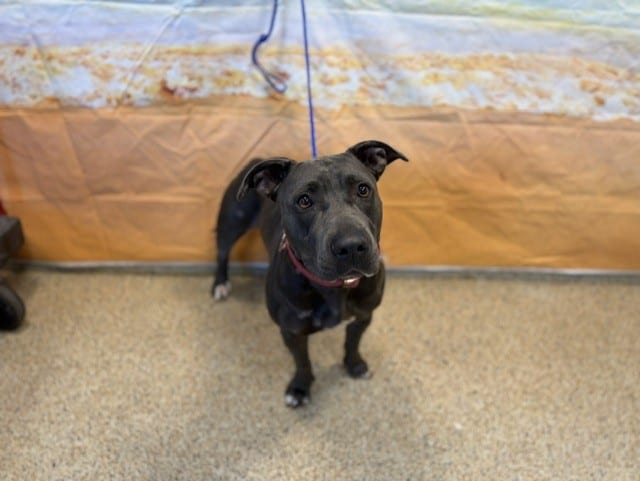 Photo of Layla, adoptable Terrier mix in Miami, Florida