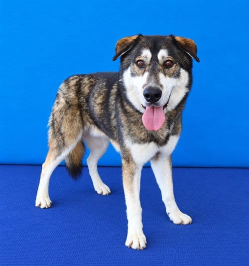 Photo of Hachi, adoptable German Shepherd Dog in Baldwin Park, California