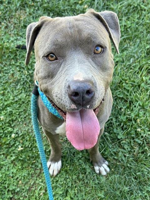 Photo of Luigi, adoptable Pit Bull Terrier in Sacramento, California