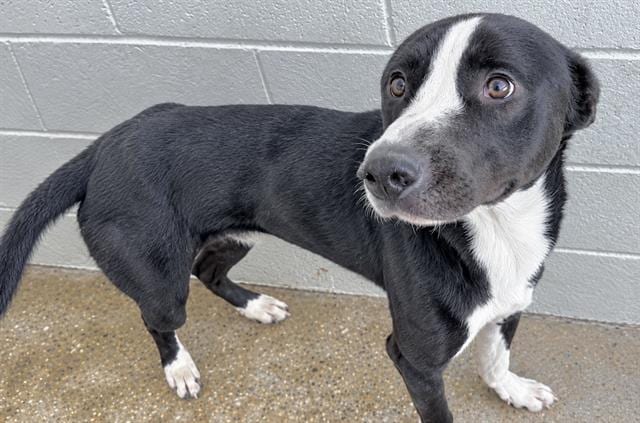 Photo of Senior Border Collie and Greyhound, adoptable Border Collie and Greyhound in Houston, Texas