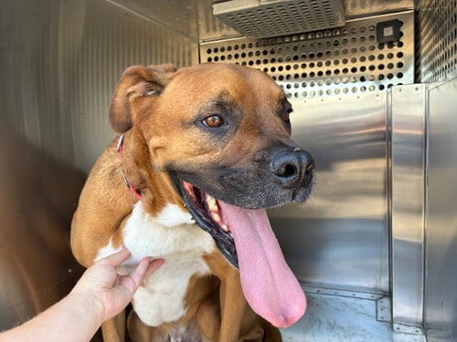 Photo of Levi, adoptable Boxer in Mesa, Arizona