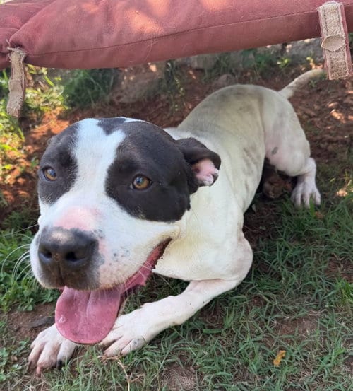 Photo of Lola, adoptable Bulldog in Carrollton, Georgia