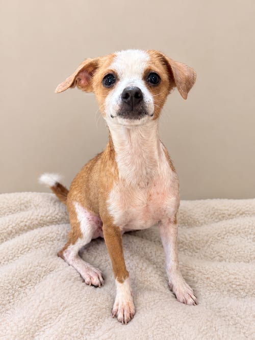 Photo of Chica, adoptable Chihuahua in Pipe Creek, Texas