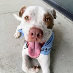 Photo of Carlos, adoptable Pointer Terrier (Unknown Type, Medium) in Frederick, Maryland