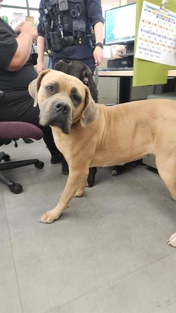 Photo of Dolly, adoptable Mastiff in Sacramento, California