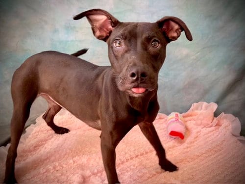 Photo of Becca, adoptable Pit Bull Terrier in Salinas, California