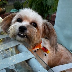 Photo of Sammy, adoptable Havanese Bichon Frise in Denver, Colorado