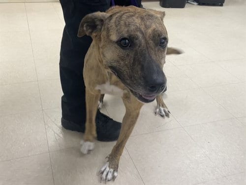 Photo of Kiara, adoptable Pit Bull Terrier in Killeen, Texas