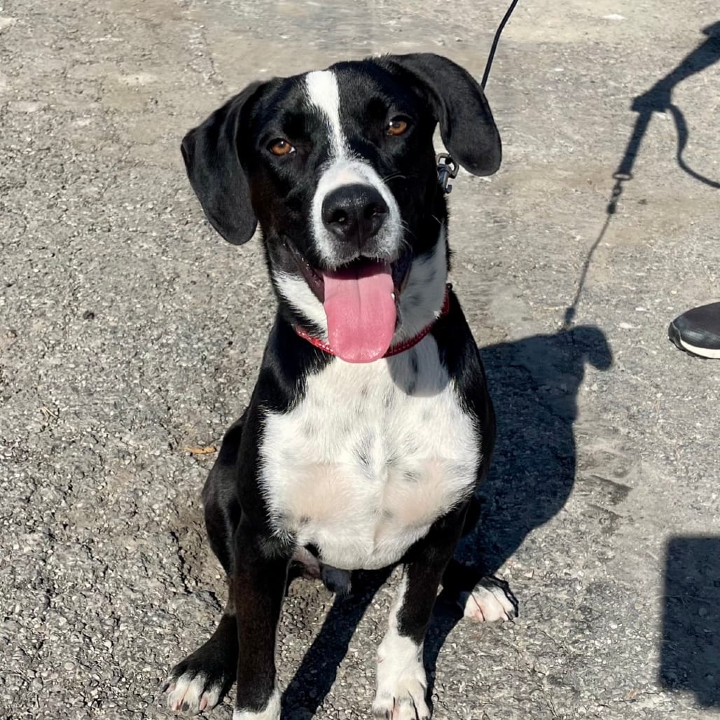Photo of Ham, adoptable Mixed Breed (Medium) in Riverwoods, Illinois