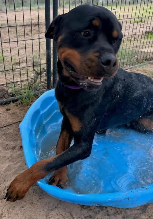 Photo of Maximus, adoptable Rottweiler in San Antonio, Texas