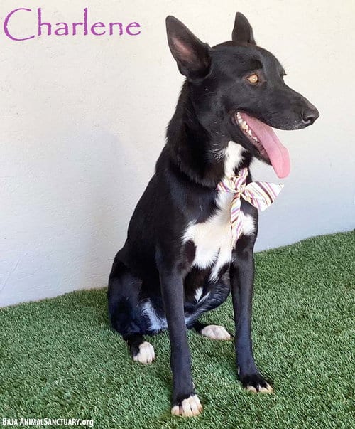 Photo of Charlene, adoptable Black Labrador Retriever in San Diego, California