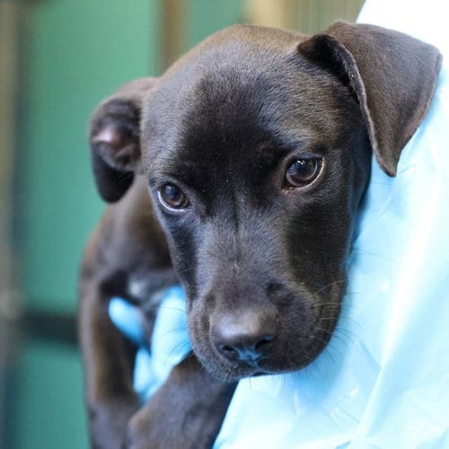 Photo of Elva, adoptable American Staffordshire Terrier in San Antonio, Texas
