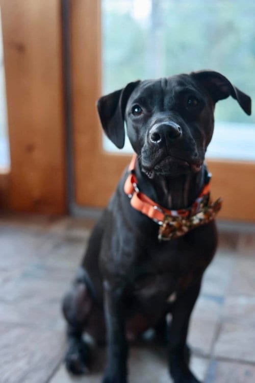 Photo of Shadow, adoptable American Pit Bull Terrier in Duluth, Minnesota