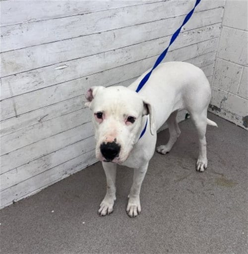 Photo of Marshmallow, adoptable Dogo Argentino in San Bernardino, California