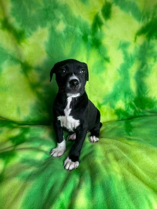Photo of Woody, adoptable American Staffordshire Terrier in New Oxford, Pennsylvania