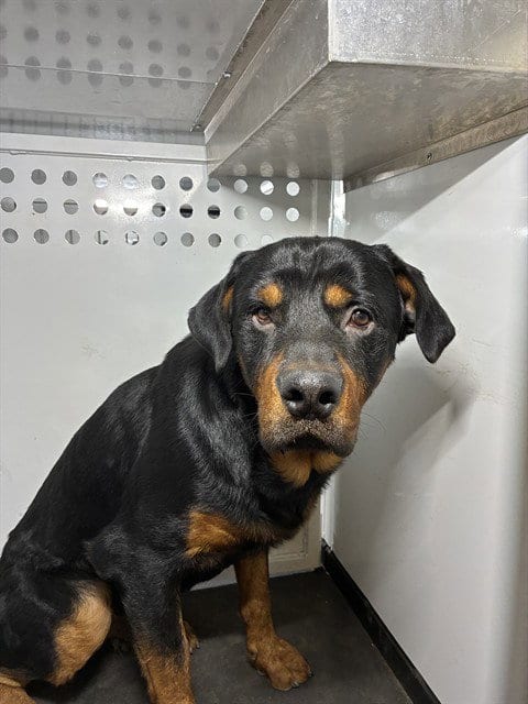Photo of Kronos, adoptable Rottweiler in San Jose, California