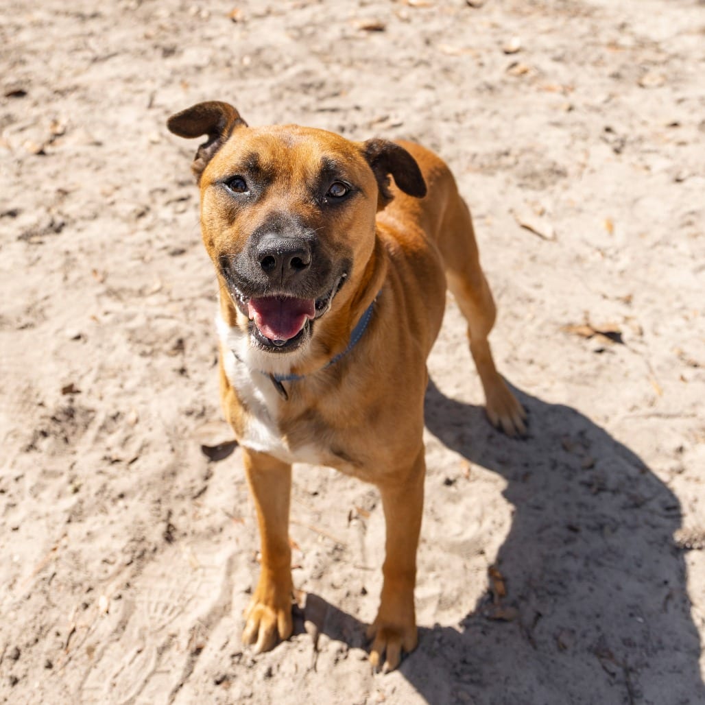 Photo of Orange Juice, adoptable Mixed Breed (Medium) in Gainesville, Florida