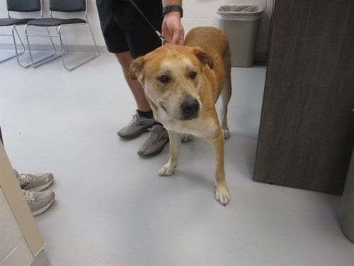Photo of Tye, adoptable Labrador Retriever in Ocala, Florida