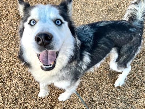 Photo of Jolene, adoptable Husky in Albuquerque, New Mexico