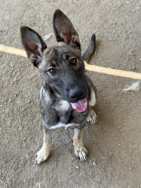Photo of Xena, adoptable German Shepherd Dog in Riverside, California