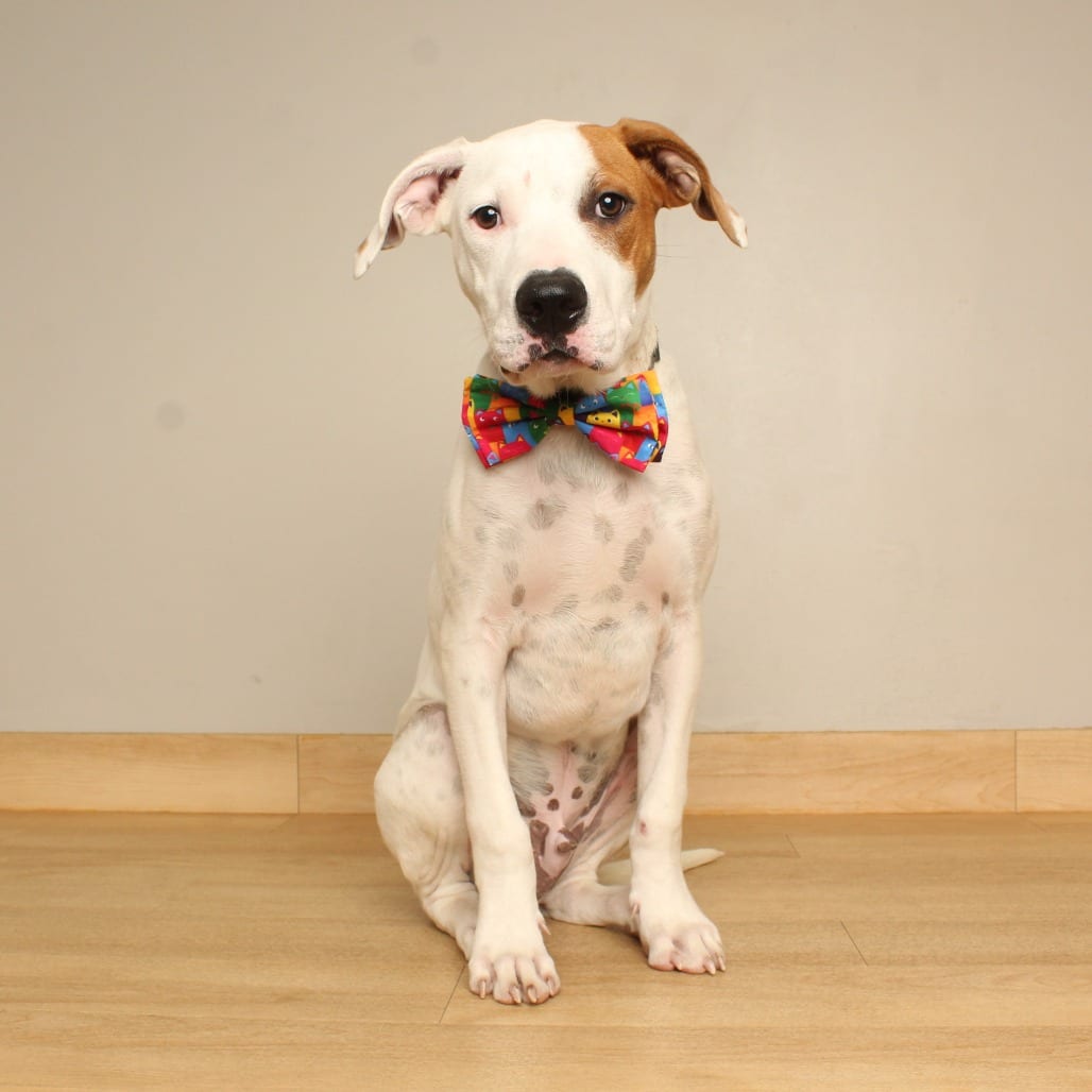 Photo of Butterbean D71063, adoptable Bulldog, American / Mixed Breed (Medium) in Minnesota, Minnesota