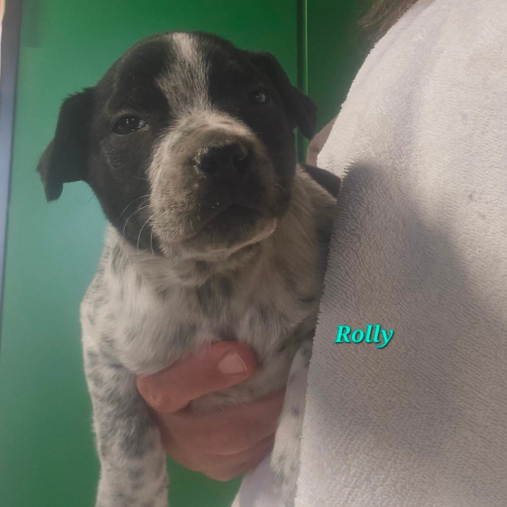 Photo of Rolly, adoptable Hound in Mount Vernon, Arkansas