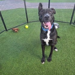 Photo of Polly Pocket 0421, adoptable Mixed Breed (Medium) in Loxahatchee, Florida
