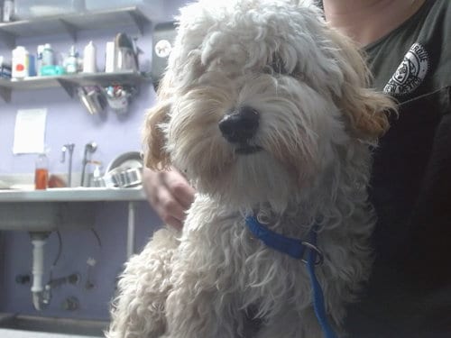 Photo of Lucky, adoptable Poodle (Miniature) in Albuquerque, New Mexico