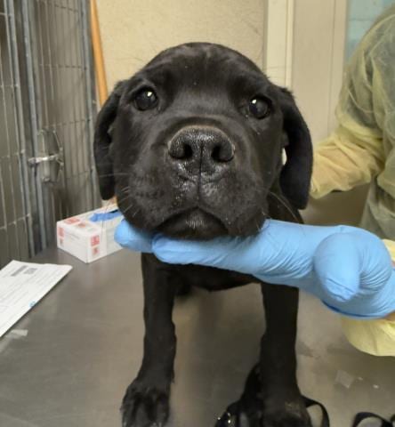 Photo of Pudge, adoptable Cane Corso Mastiff in Riverside, California