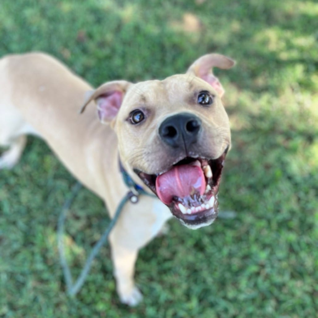 Photo of Biggie, adoptable Mixed Breed (Large) in Chattanooga, Tennessee