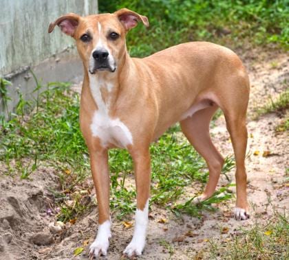 Photo of Bambi, adoptable American Staffordshire Terrier in Inverness, Florida
