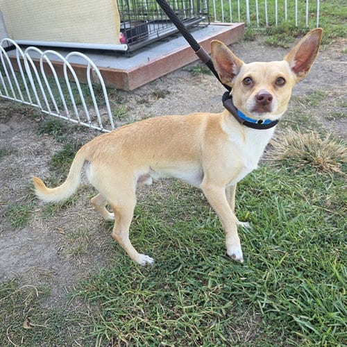 Photo of Mr Peabody, adoptable Chihuahua in Long Beach, California