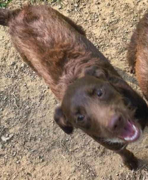 Photo of Boone, adoptable Poodle (Miniature) in Baileyton, Alabama