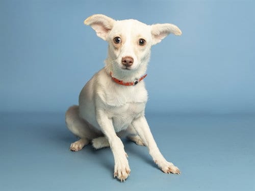 Photo of Taylor, adoptable Chihuahua in Phoenix, Arizona