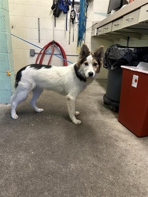 Photo of L Michael, adoptable Border Collie in Sacramento, California