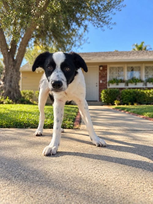 Photo of Woody, adoptable Border Collie in Menifee, California