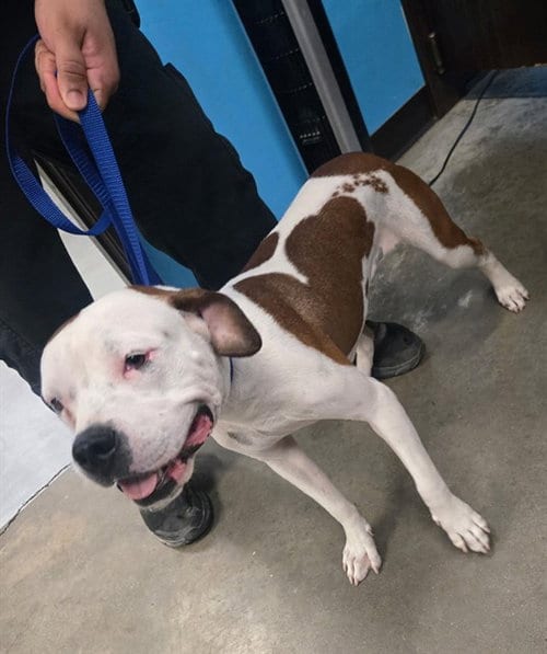 Photo of A171091, adoptable Boxer in Bakersfield, California